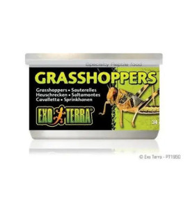 Exoterra heinäsirkat 34g